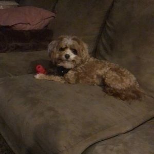 Meet your Posher, Robert